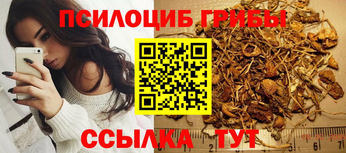 Псилоцибиновые грибы Psilocybe Северобайкальск